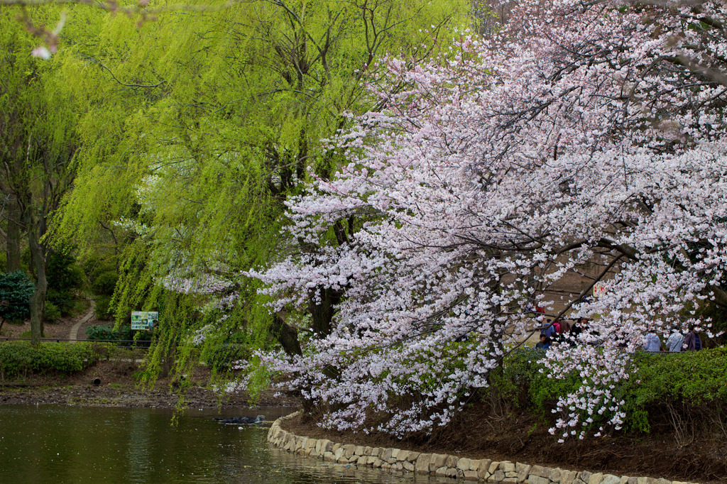 三ツ池公園  222