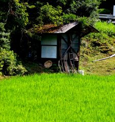たんぼと小屋