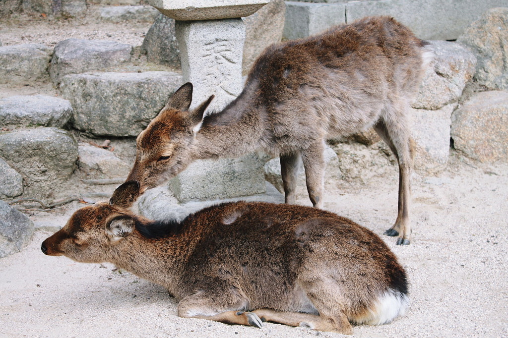 ラブラブ写真