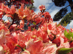 もえあがる花々。