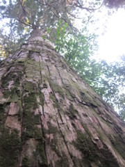 箱根神社の大杉