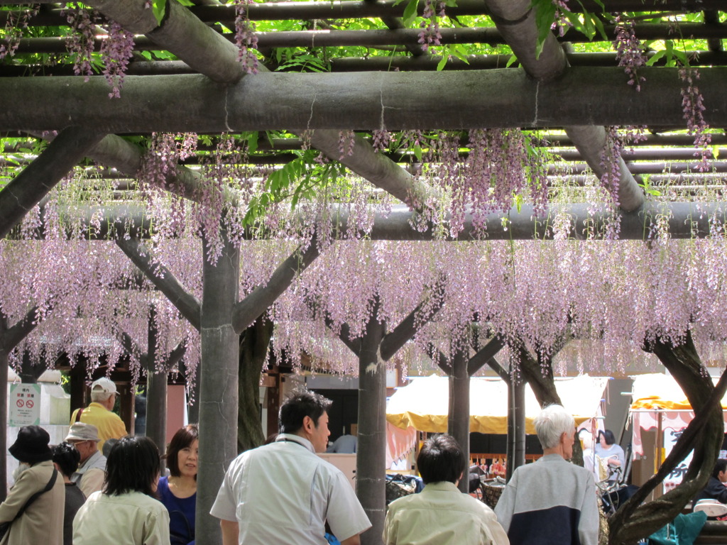 西新井大師に咲き乱れるふじの花。