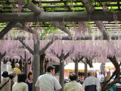 西新井大師に咲き乱れるふじの花。
