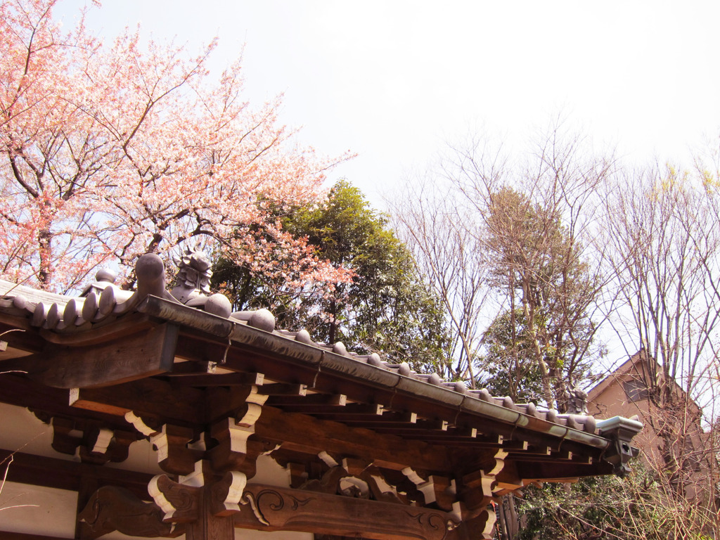 散る桜と神社
