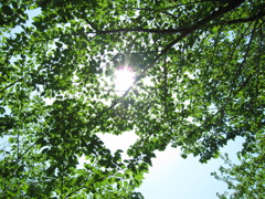5月の新緑。