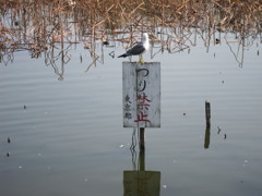 「（ま）つり禁止」、上野公園さくらまつり自粛