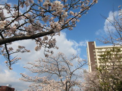 さくら日和