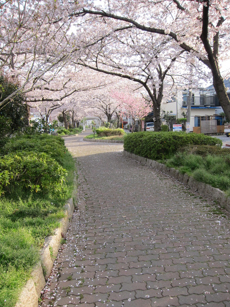 さくら通り