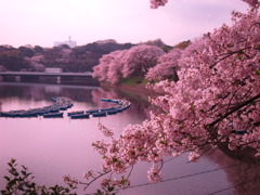 千鳥ヶ淵