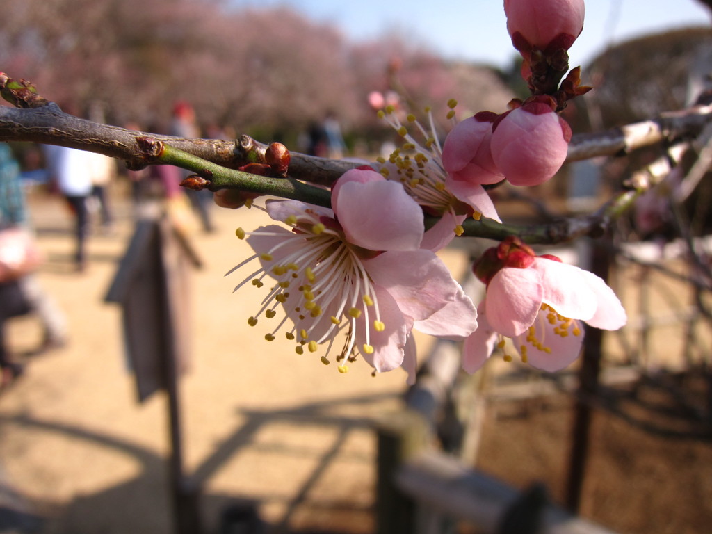 偕楽園にて、ほころんだ梅