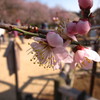偕楽園にて、ほころんだ梅