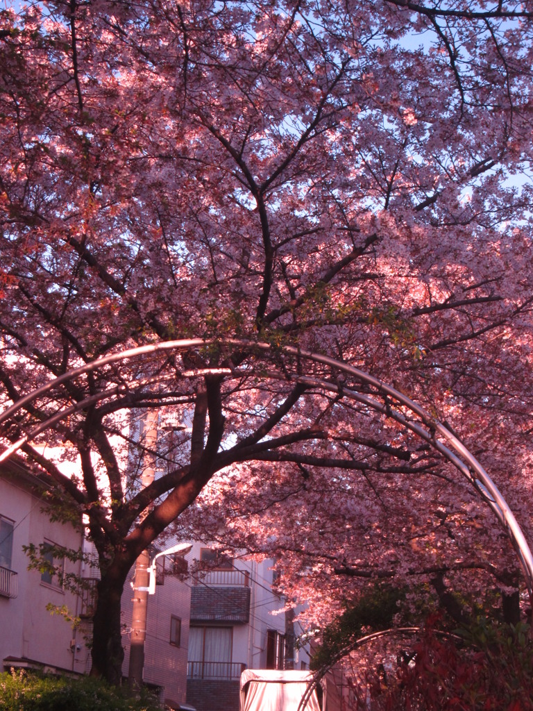 さくら通りの朝