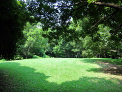 新緑 in 所沢航空公園