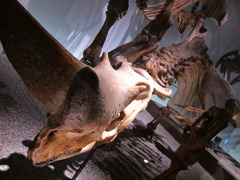 国立博物館　恐竜の骨
