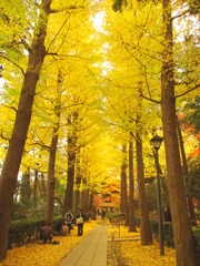 大田黒公園のイチョウ並木