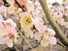 ほんのり香る梅