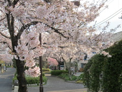 満開板橋の桜通り