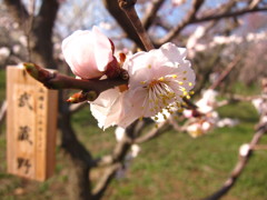 偕楽園にて、満開の梅