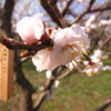 偕楽園にて、満開の梅