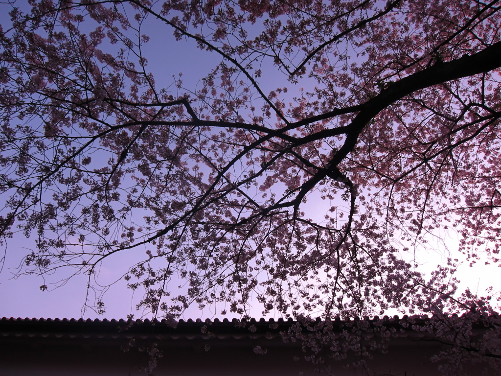 千鳥ヶ淵