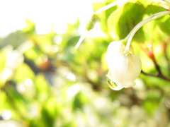 雨上がりの朝