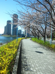 隅田川永代橋の桜並木