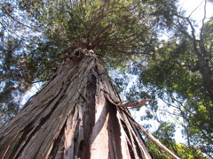 大谷寺の高齢樹