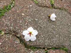 サクラ見つけた。