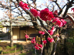 梅の綺麗な家屋