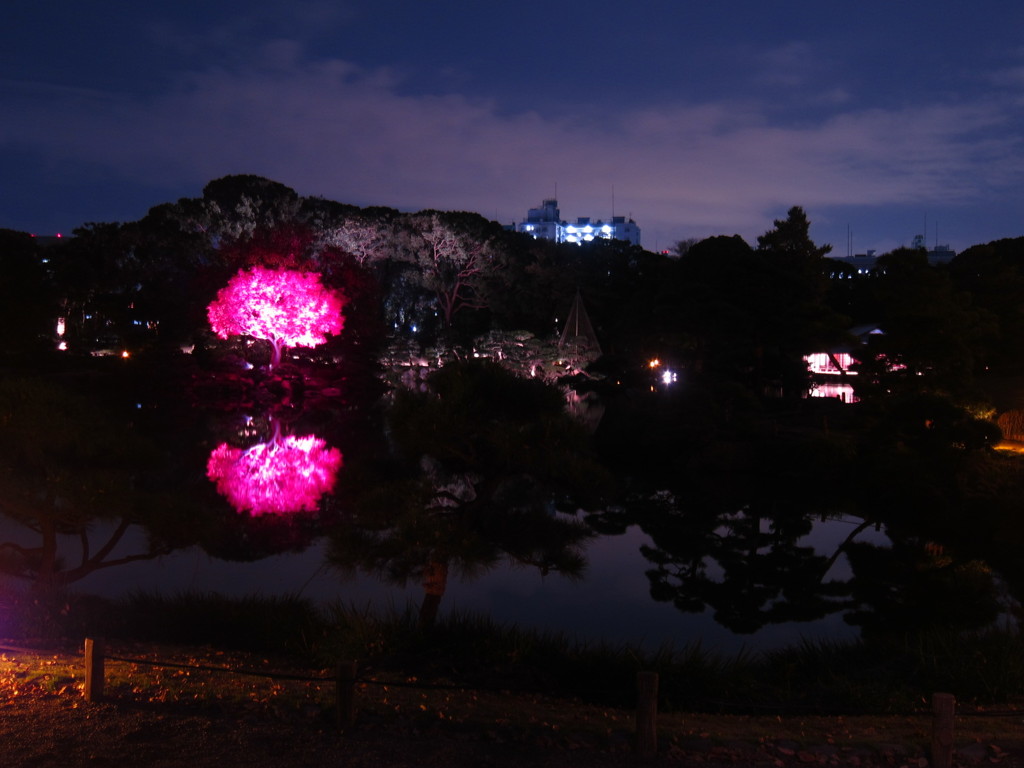 清澄庭園ライトアップ