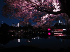 夜の桜