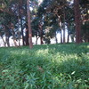 偕楽園の草むら