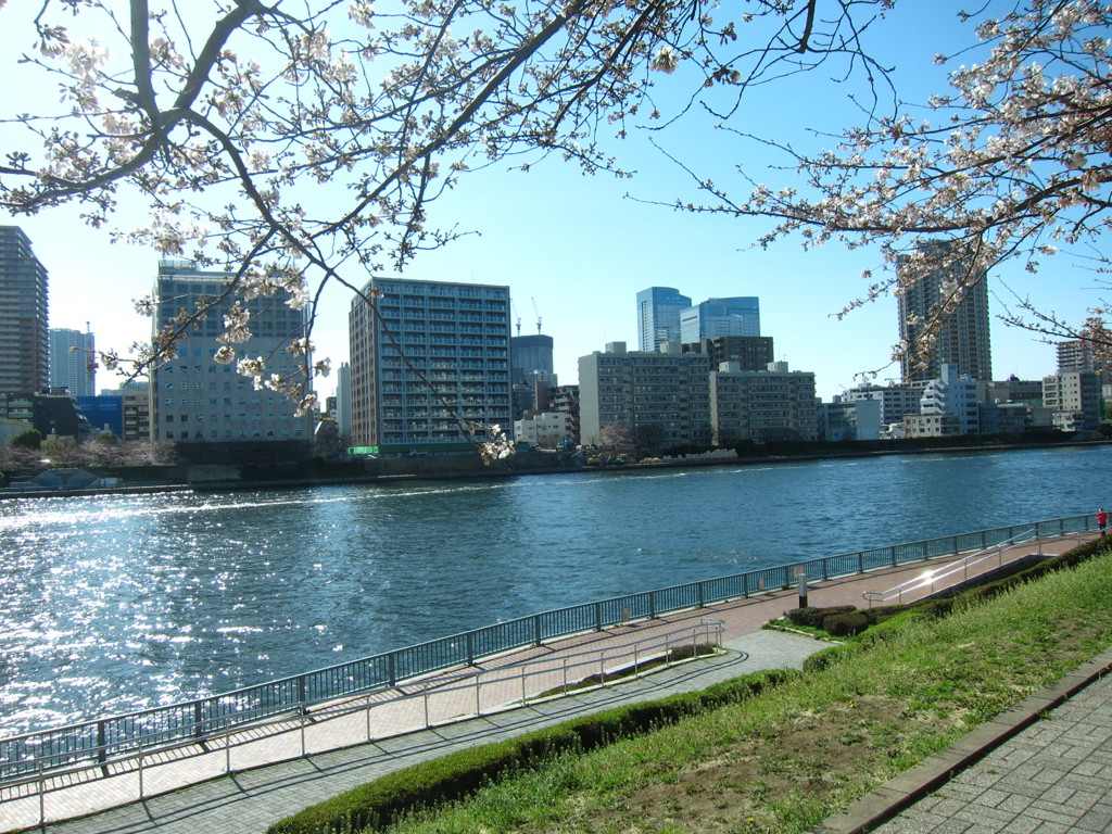 隅田川永代橋の桜並木