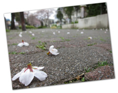 落桜。