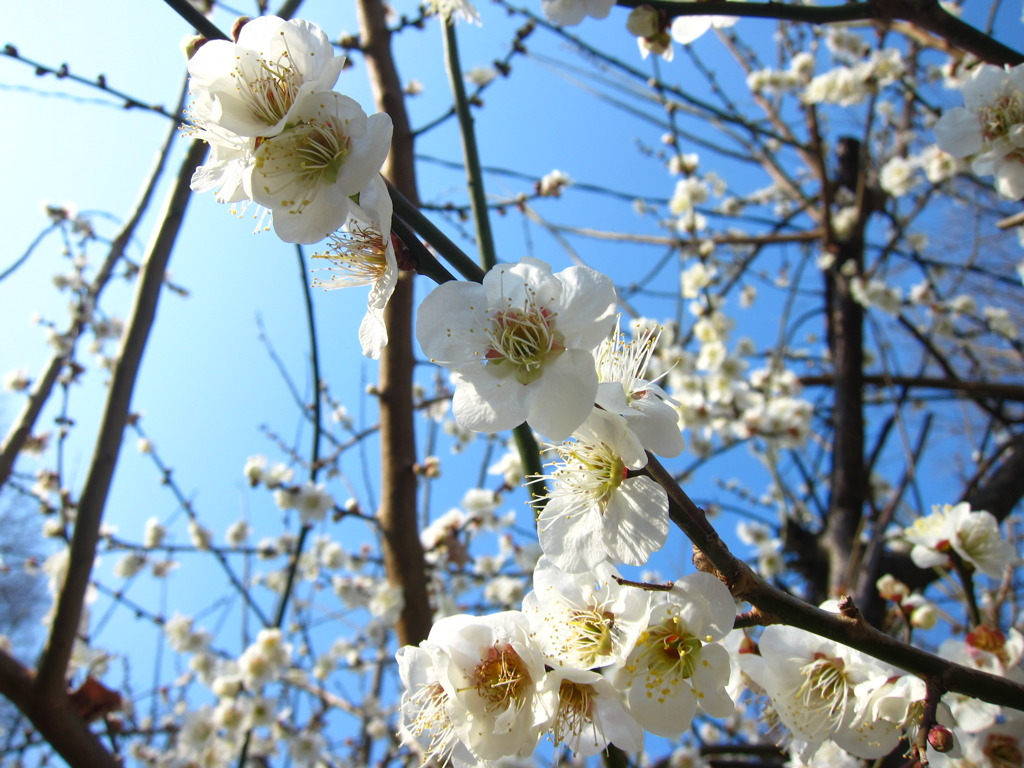 梅と、よく晴れた週末