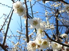 梅と、よく晴れた週末