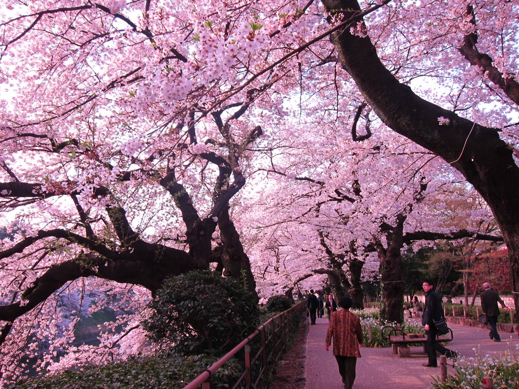 桜の巨木と歩行者