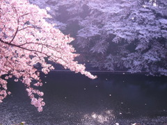 湖面に舞う桜