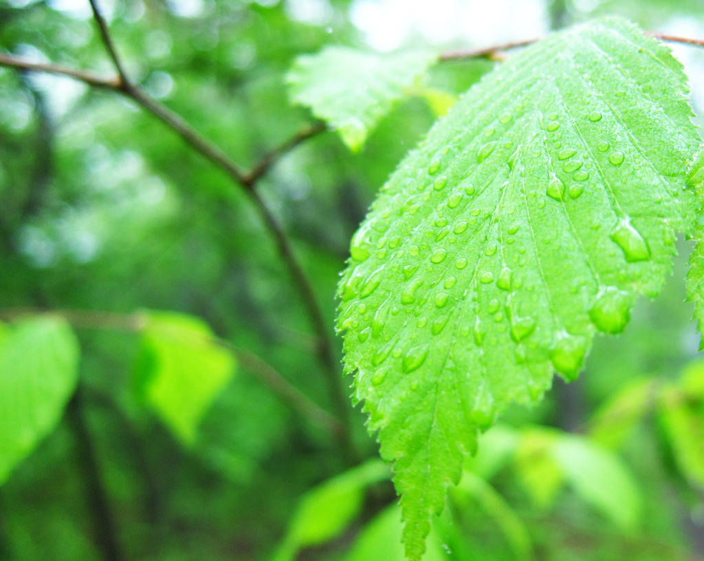 朝露の新緑