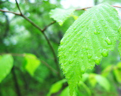 朝露の新緑