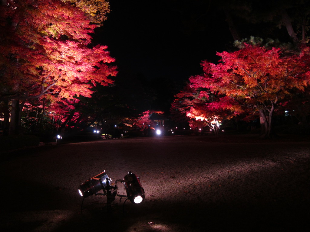 紅葉ライトアップ！ in 大田黒公園
