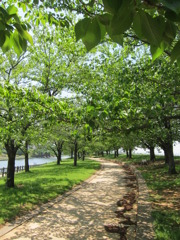 荒川の緑。