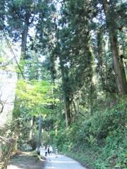 見上げる巨杉