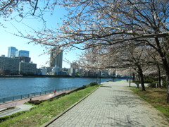 隅田川の桜並木
