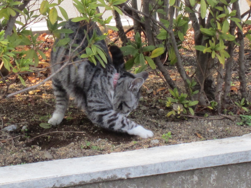ここほれにゃん！