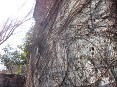 ツタが巻きつく蔵