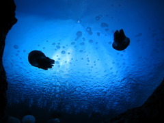 海面下の宇宙。