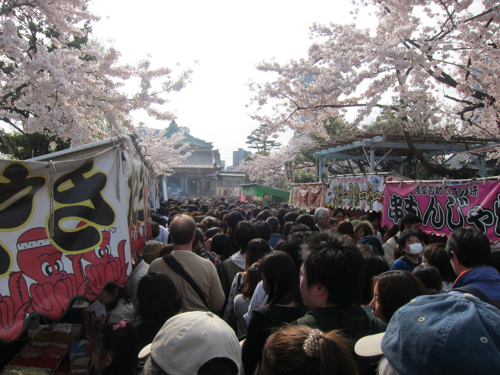 上野公園、さくら