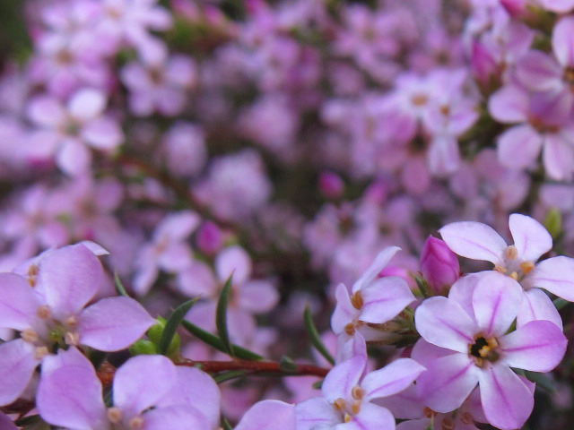 紫。