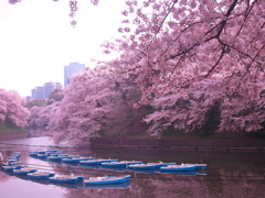 千鳥ヶ淵